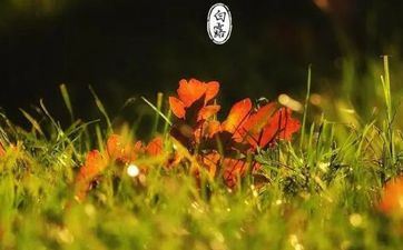 白露节气的民间风俗及耕耘活动 白露节气的民间风俗及耕耘活动