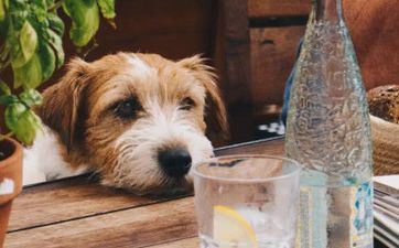 2022年属狗人的财气和命运，2022年属狗人财气怎么