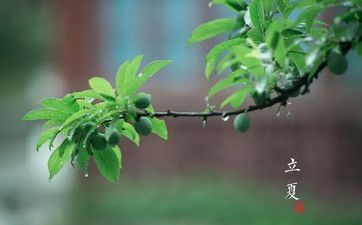 立夏是2022的几月几日 5月5日进入夏天
