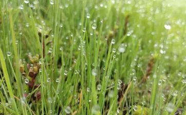 关于清明节的古诗有哪些？清明节祭祀哪位古人？