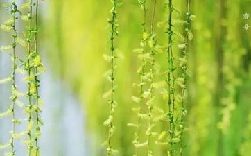 2022春分的时分农人种田了吗