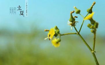 2022年立夏是什么时刻 立夏摄生吃什么 2022年立夏是什么时刻 立夏摄生吃什么