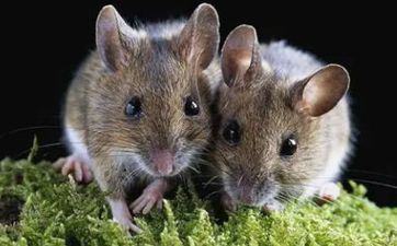 72年属鼠2022牢狱之灾,72年属鼠人2022年怎样化灾 72年属鼠2022牢狱之灾,72年属鼠人2022年怎样化灾