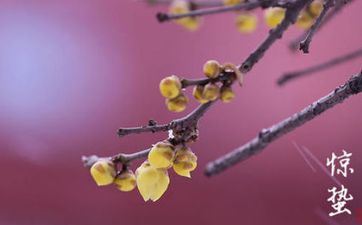 惊蛰要吃梨吗 惊蛰节气为什么要吃梨