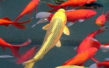 旧枕头芯怎样处理