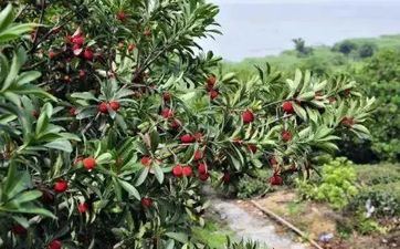 2022年7月7日小暑时辰吉凶冲煞 今天走运时间