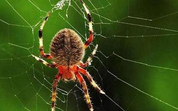 别人家的祠堂能不能拜