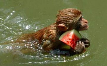 2024年9月10日属相猴五行穿衣攻略