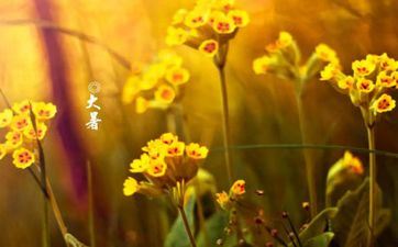 大暑节气的风俗活动及摄生准则