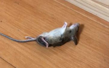 属相鼠在2022年五月正缘桃花怎么 吉星拱照遇到真爱