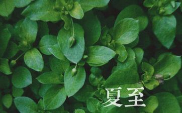 夏至节气的传统习俗及耕耘活动 夏至节气的传统习俗及耕耘活动