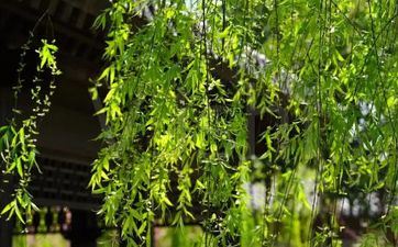 清明节期间不能问好吗？本年疫情清明节还能上坟吗？