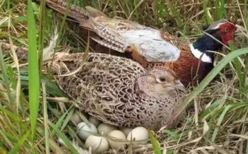 属鸡微信誉什么头像旺自己 属鸡最旺财的微信姓名