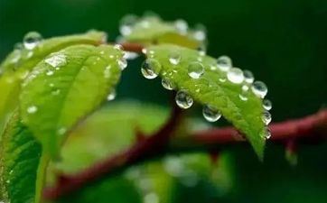 雨水有雨庄稼好,大春小春一片宝是什么意思?