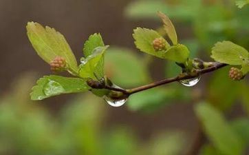 谷雨节气下一个节气是什么2022