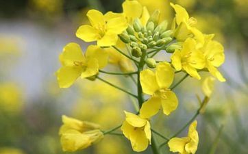 清明节有哪些有必要吃的食物