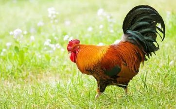 57年属鸡手机尾号后四位吉利号码