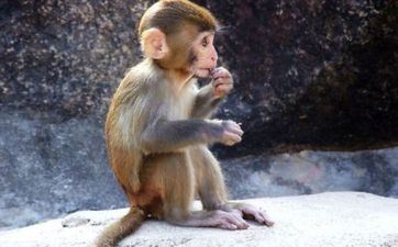 本年犯太岁的属猴人看过来 把握这几种方法让你时运亨通