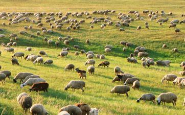 属相羊8月运势2022解读 79年属相羊这方面一定要留心