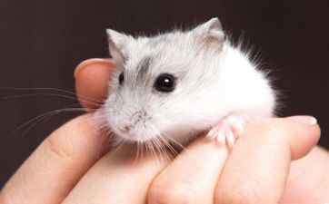 属鼠2022虎年的桃花运 桃花运旺节节高升 属鼠2022虎年的桃花运 桃花运旺节节高升