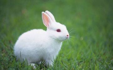 2024年10月1日属相兔五行穿衣攻略