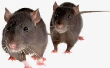 属鼠的女性嫁给属猪的怎么样 鼠猪在一同有多好