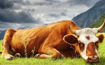 人生分水岭 59岁的属牛人在2022年有吉星照顾 人生分水岭 59岁的属牛人在2022年有吉星照顾