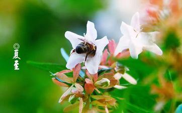 夏至节气的风俗和传统食物