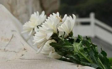 给白叟上坟买几朵花?祭祀用什么花好一点