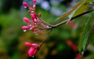 雨水那天成婚好吗2023