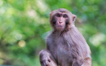 领证择日 2023年阴历五月属猴人领证最旺的日子