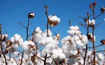 芒种还叫啥 芒种也被称作什么