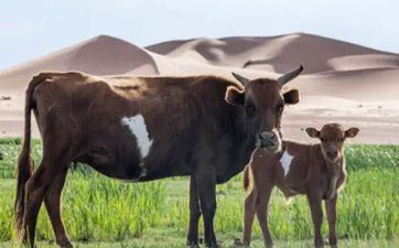 97属牛的三大坎，97年属牛人生有哪三大坎