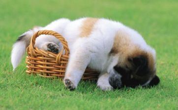 2024年11月20日属相狗五行穿衣攻略 2024年11月20日属相狗五行穿衣攻略