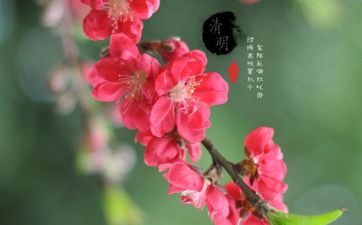 清明节上坟能带火龙果吗 清明节上坟用火龙果好吗