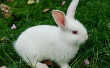 2022年三月属兔人工作运好吗 共处和谐发出光辉