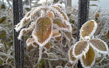 谷雨吃春是指吃什么 香椿甘旨又摄生