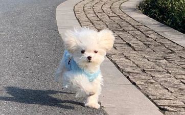 1970年属狗终身幸运色 属相狗2022年不行错失的贵人