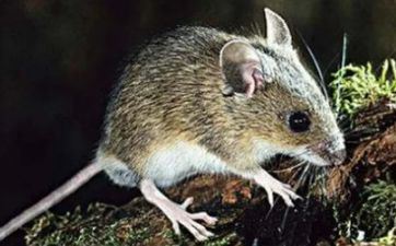 72年属鼠50岁后命运取 万事有头有尾顺顺利利 72年属鼠50岁后命运取 万事有头有尾顺顺利利