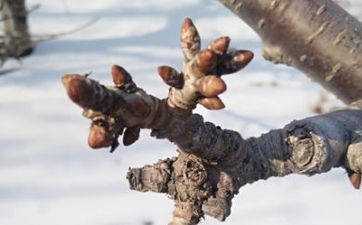 2024年大寒能给新坟添土吗 大寒上坟填土要留意些什么