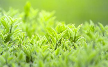 谷雨节气为什么要吃香椿？谷雨的谚语名言有哪些？