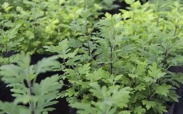 端午为什么在门口撒石灰 辟邪驱毒保健康