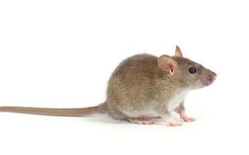 2023年属鼠人将迎来天塌大事 2023年属鼠人应该怎样化解