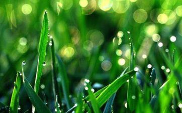 谷雨有什么考究 谷雨节气的习俗与活动