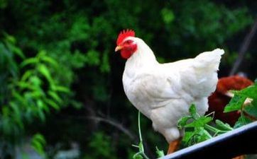 2024年8月13日属相鸡五行穿衣攻略