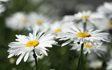 清明节插柳条是什么意思 留念祖先文明传承