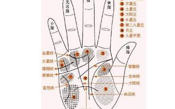 手相节纹：揭秘凤眼纹都有什么说法