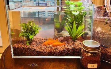 斩烂桃花的风水摆件 公鸡摆件斩草除根