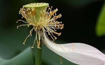 夏至节气的耕耘活动及留意事项