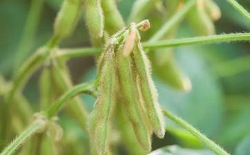 清明节气的风俗及留意事项